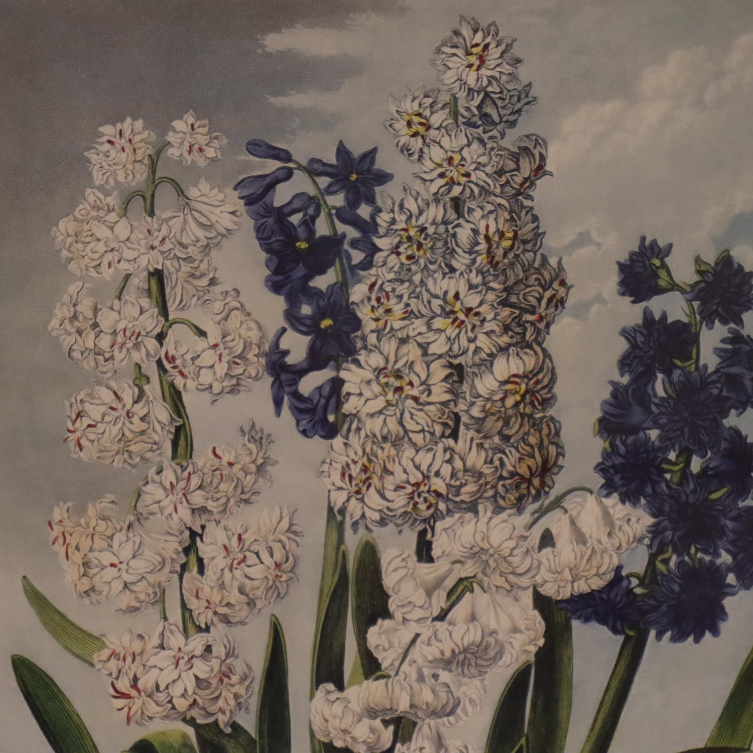 Robert John Thornton; eight floral prints, first published 1805, 39 x 51 cm. Not available for in- - Image 6 of 9