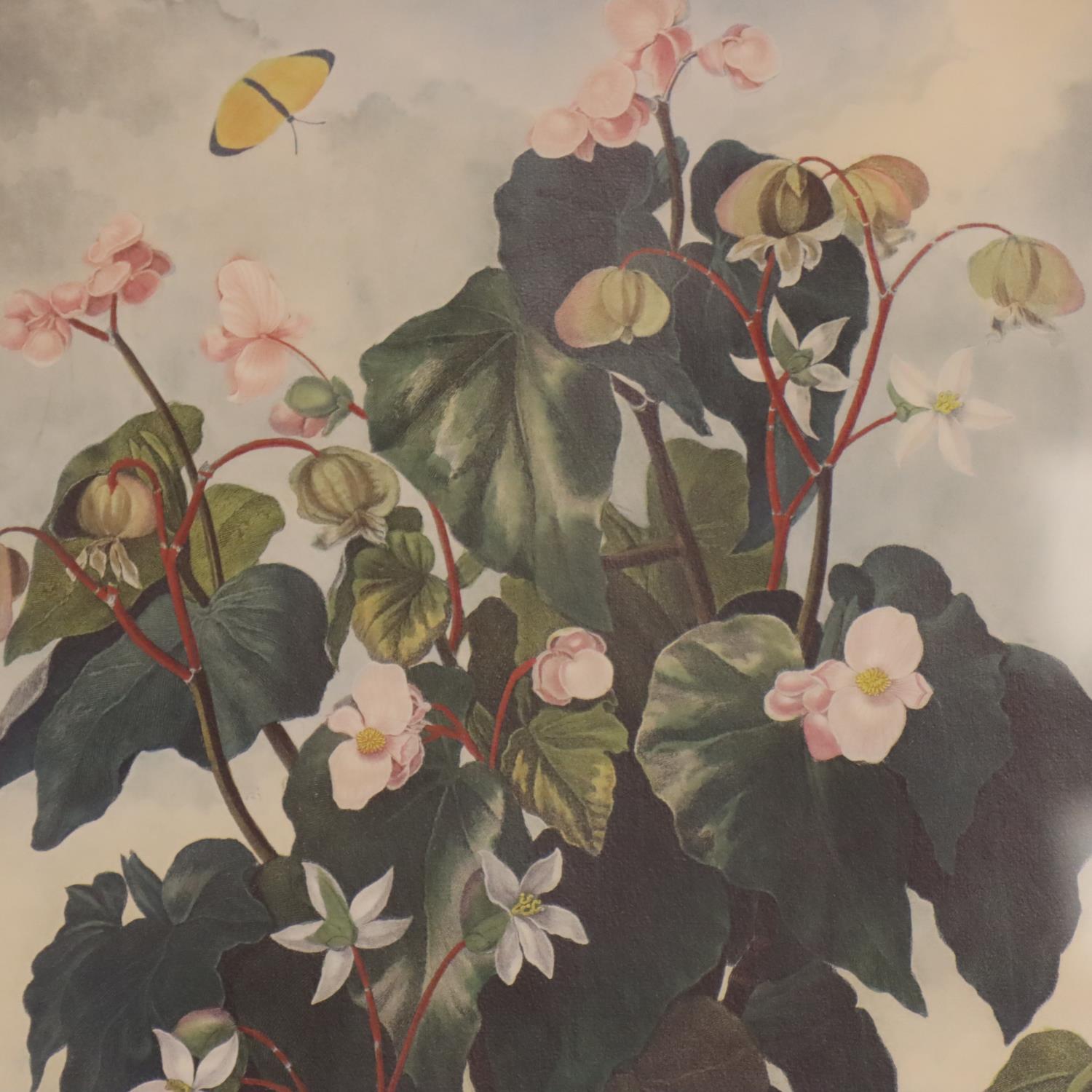 Robert John Thornton; eight floral prints, first published 1805, 39 x 51 cm. Not available for in- - Image 3 of 9