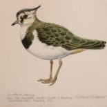 Robert Gillmor (B. 1936); watercolour Immature Lapwing From The Audubon Master Guide To Birding,