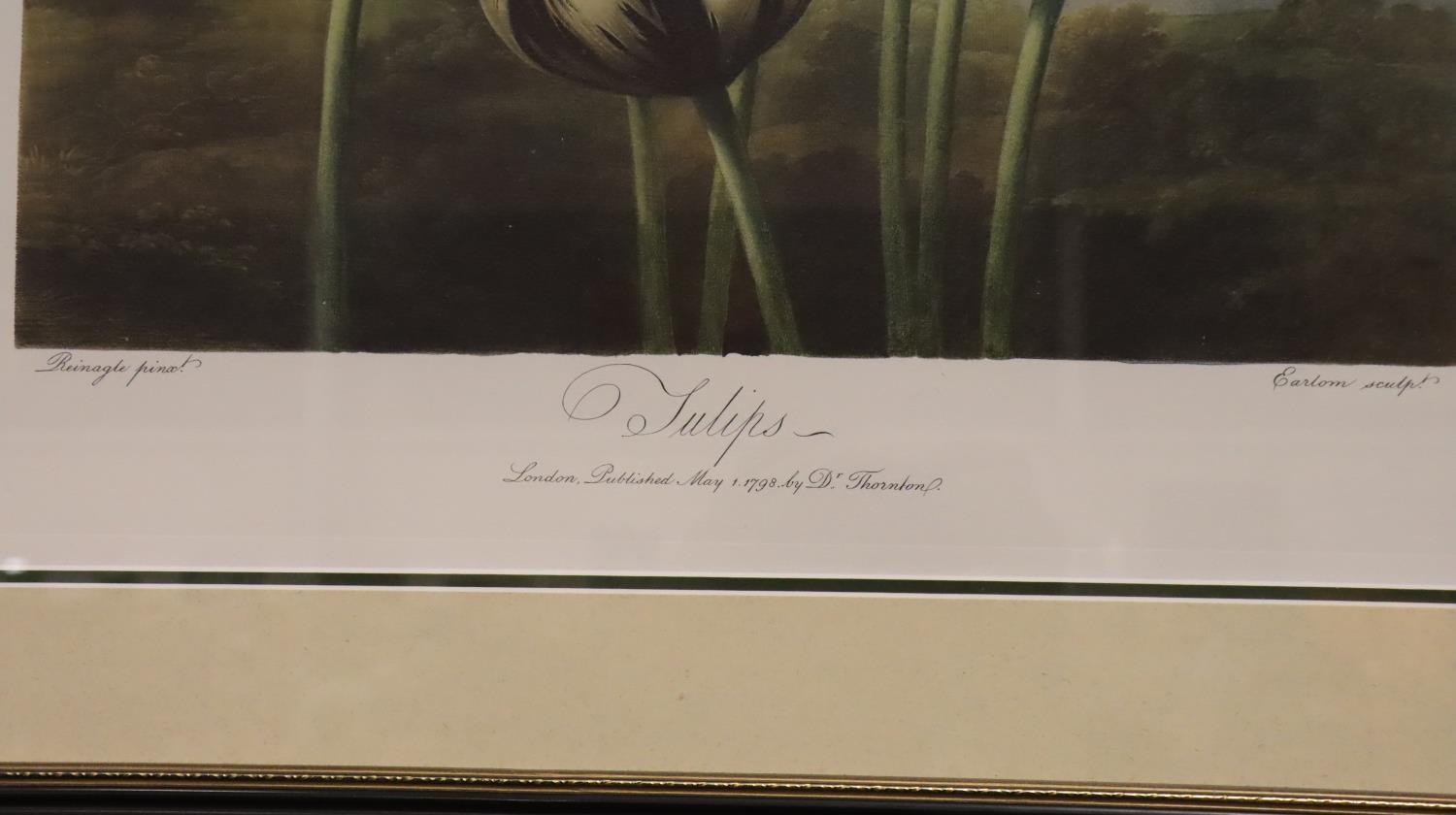 Robert John Thornton (1768 - 1837); floral print, first published 1805, 39 x 51 cm. Not available - Image 3 of 3