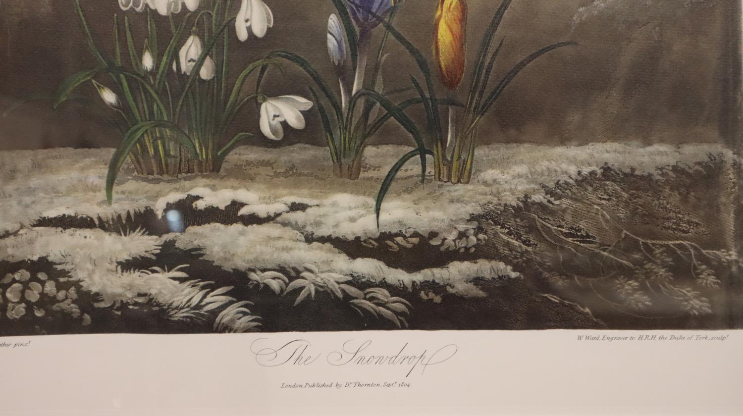 Robert John Thornton (1768 - 1837); three floral prints, first published 1805, 39 x 51 cm. Not - Image 5 of 7