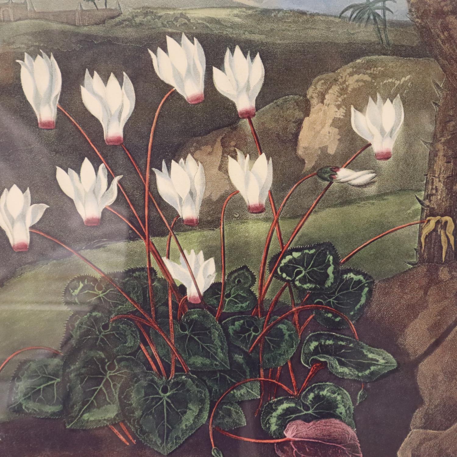 Robert John Thornton (1768 - 1837); three floral prints, first published 1805, 39 x 51 cm. Not - Image 3 of 7