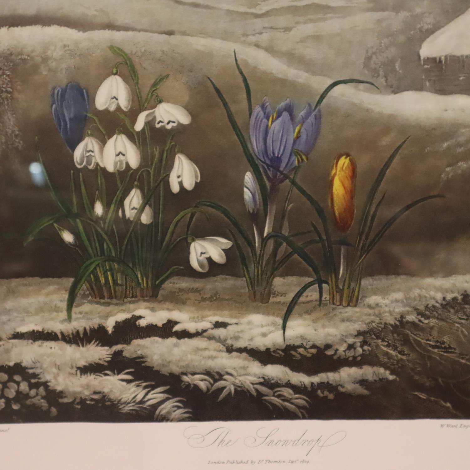 Robert John Thornton (1768 - 1837); three floral prints, first published 1805, 39 x 51 cm. Not - Image 6 of 7