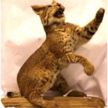 Mounted Bobcat taxidermy study, H: 56 cm. Not available for in-house P&P, contact Paul O'Hea at