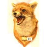 A taxidermy study head and shoulders of a fox mounted on shield with brass plaque Cheshire Forest