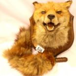 Taxidermic study head and shoulders of a fox mounted on shield with brass mounted brush, D: 23 cm.