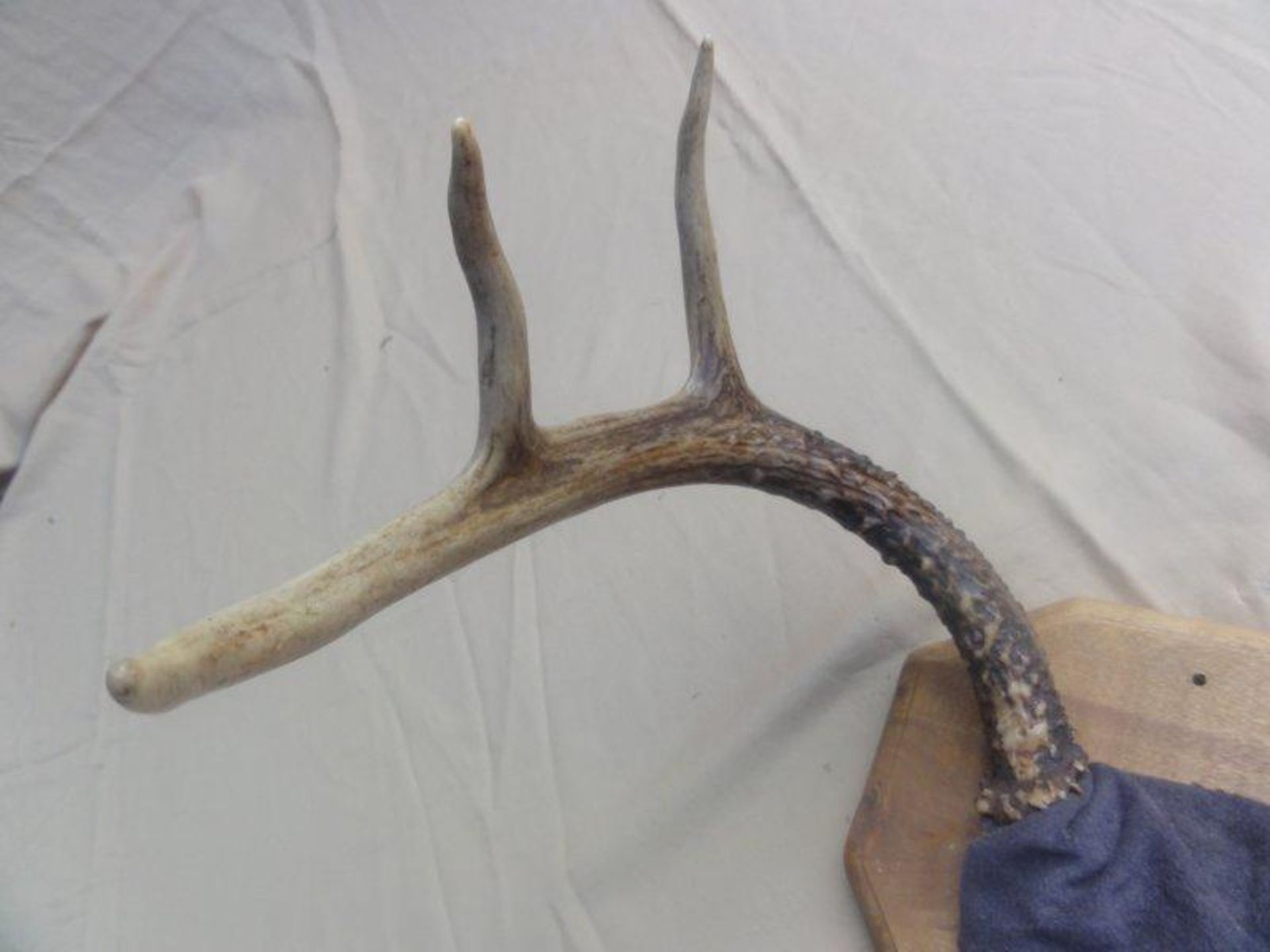 6-Point Antler Mount. Overall Great Condition - Image 3 of 3