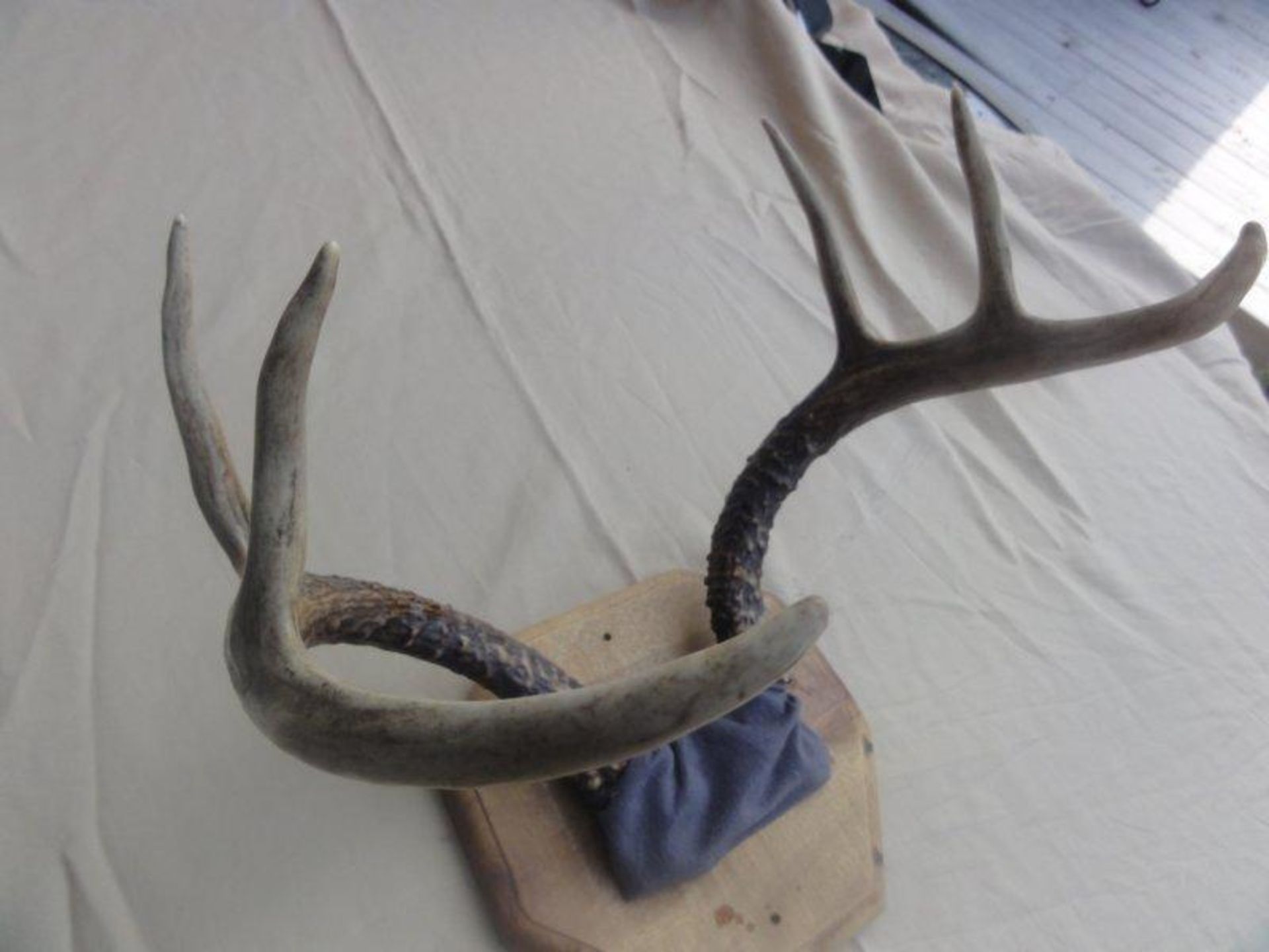 6-Point Antler Mount. Overall Great Condition - Image 2 of 3