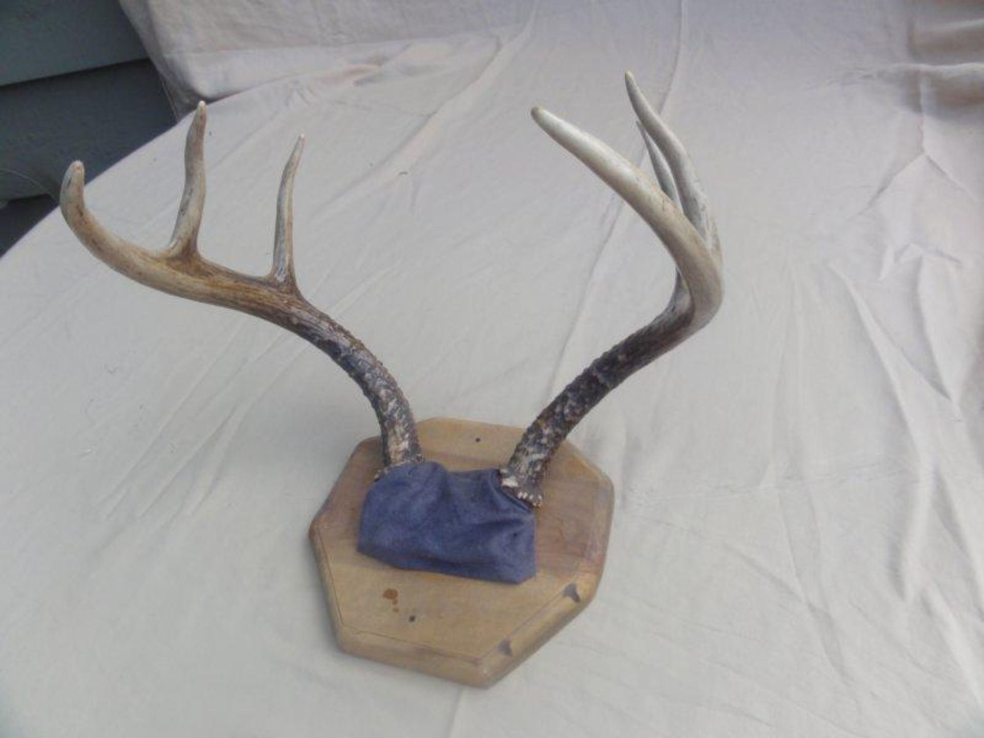 6-Point Antler Mount. Overall Great Condition