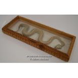 *TAXIDERMY MOUNTED & FRAMED HORNED VIPER SNAKE [LQD197]