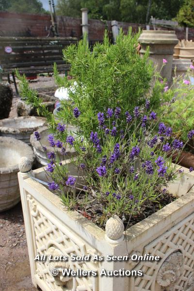 *STONE SQUARE PLANTER WITH RAMS HEAD COMPLETE WITH LAVENDER AND ROSEMARY BUSHES, 42.5CM X 42.5CM X - Image 2 of 4