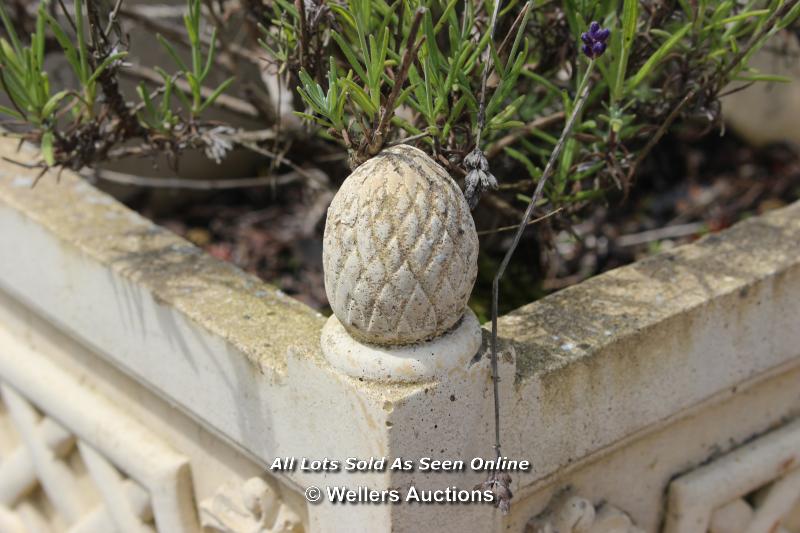 *STONE SQUARE PLANTER WITH RAMS HEAD COMPLETE WITH LAVENDER AND ROSEMARY BUSHES, 42.5CM X 42.5CM X - Image 3 of 4