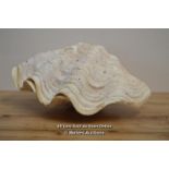 LARGE CLAM SHELL 32CM WIDE