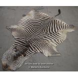 *REAL AFRICAN ZEBRA SKIN RUG / APPROX 170 X 290CM [LQD215]