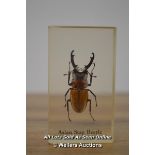 *ASIAN STAG BEETLE NATIONAL GEOGRAPHIC REAL LIFE BUG IN PLASTIC RESIN [LQD215]