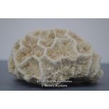 *SMALL GENUINE NATURAL SEA BRAIN CORAL SPECIMEN 482G - 4 1/2" X 3 1/2 X H 2 1/2" [LQD215]