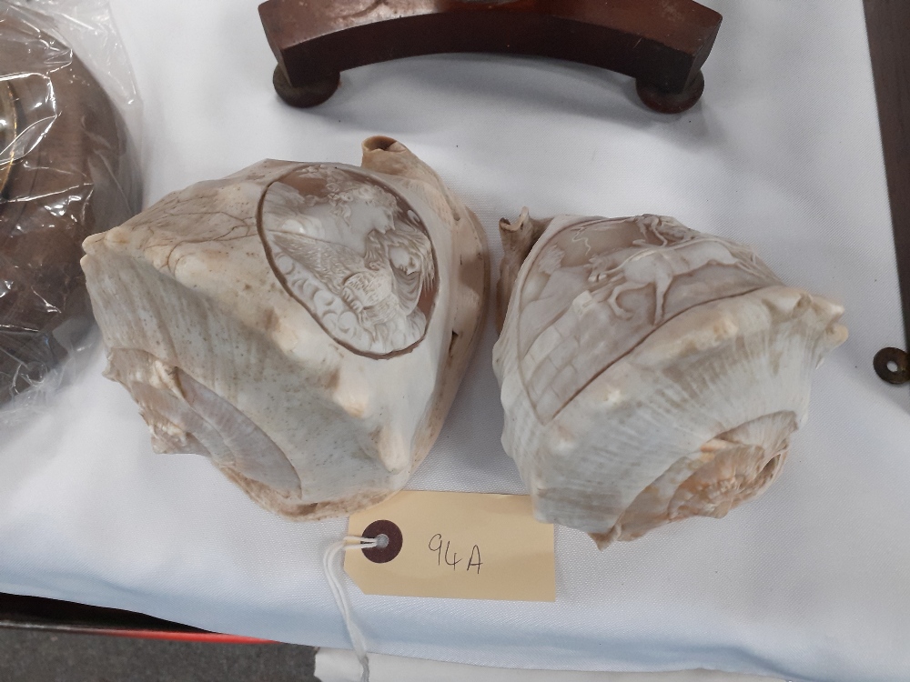 TWO CARVED CONCH SHELLS