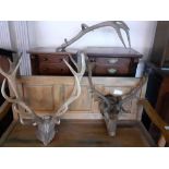 TAXIDERMY ANTLER WITH HORNS AND OTHER