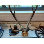 TAXIDERMY ZEBRA FOOT, PAIR ANTLER HORNS