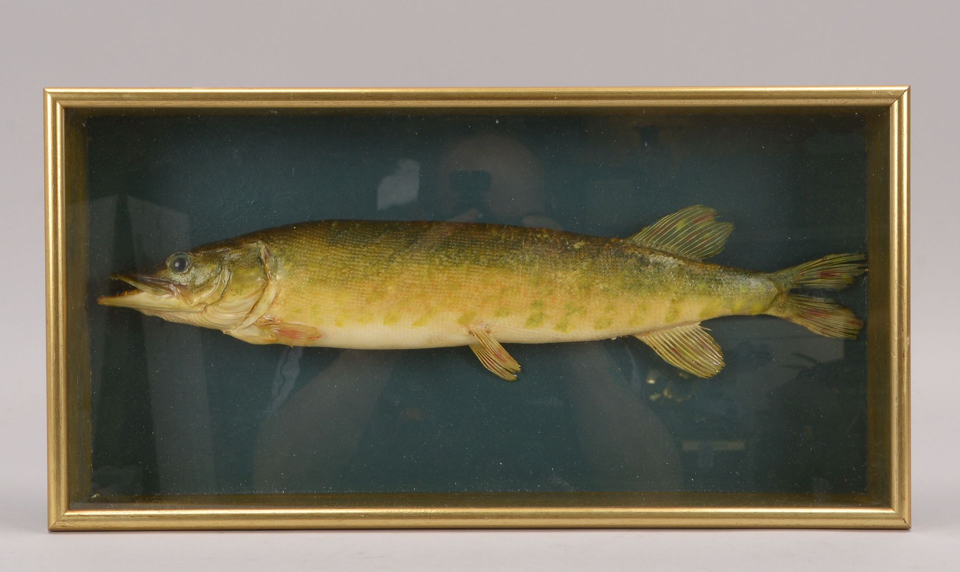 Tierpraeparat, -Lachs- (Laks), Fisch im verglasten Schaukasten, Laenge Fisch 42 cm, Masse Kasten 8 x