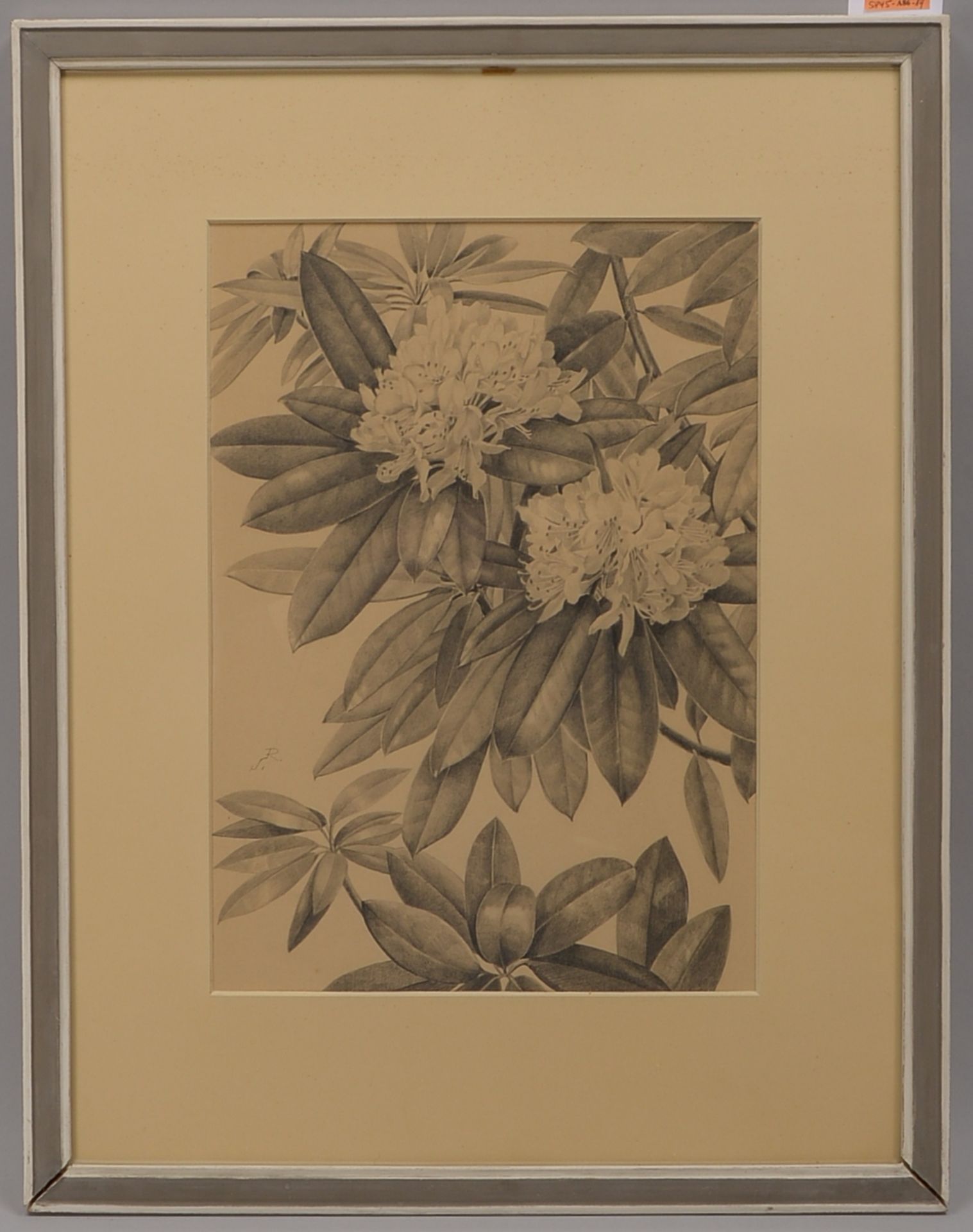 S&ouml;rmann, Reinhold (Hamburg), &#039;Rhododendronbl&uuml;ten&#039;, Bleistiftzeichnung, im Blatt