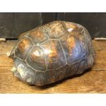 A large tortoise shell. Approx. 30 cms across. Est