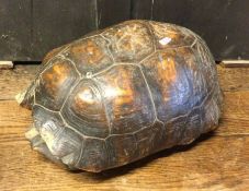 A large tortoise shell. Approx. 30 cms across. Est