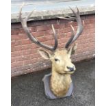 A large taxidermy figure of a stag's head on woode