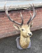 A large taxidermy figure of a stag's head on woode