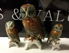A German parliament of three owls in seated positi