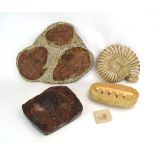 A fossilised ammonite, w. 24 cm, together with four further fossils (5)