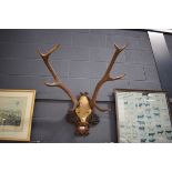 (6) Mounted pair of antlers