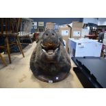 (7) Mounted boar's head with plaque dated 1952 Transinne Van Osta Jac
