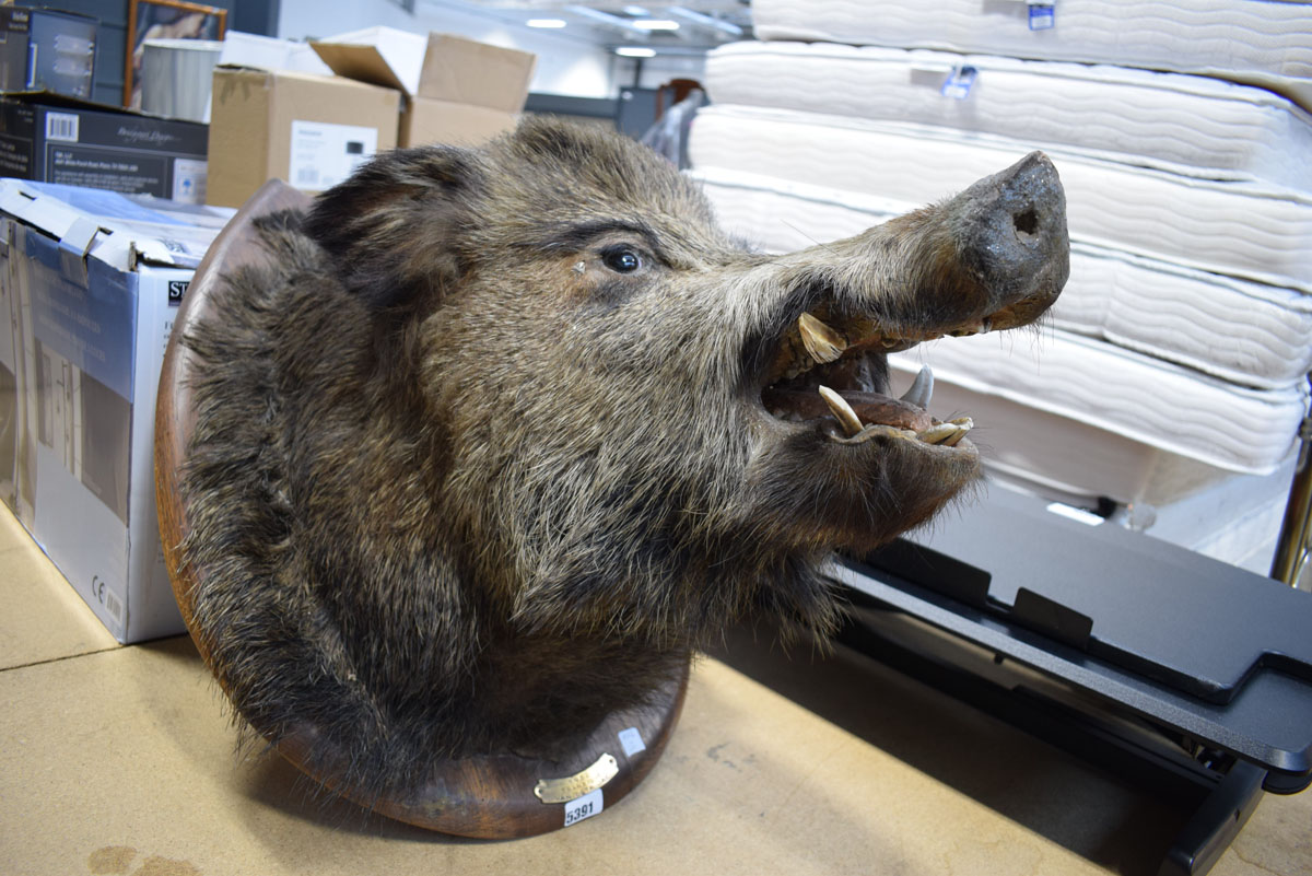 (7) Mounted boar's head with plaque dated 1952 Transinne Van Osta Jac - Image 2 of 4