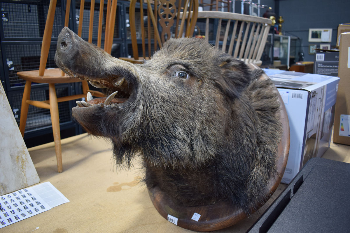 (7) Mounted boar's head with plaque dated 1952 Transinne Van Osta Jac - Image 3 of 4
