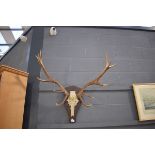 (5) Mounted pair of antlers