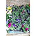 2 trays of petunias