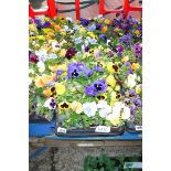 2 trays of large pansies