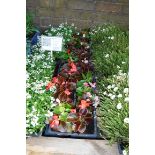 4 small trays of begonias