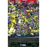 2 trays of assorted pansies