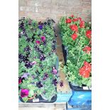 2 trays of petunias