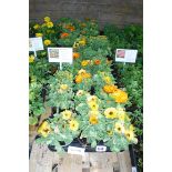 2 trays of Fiest Calendula