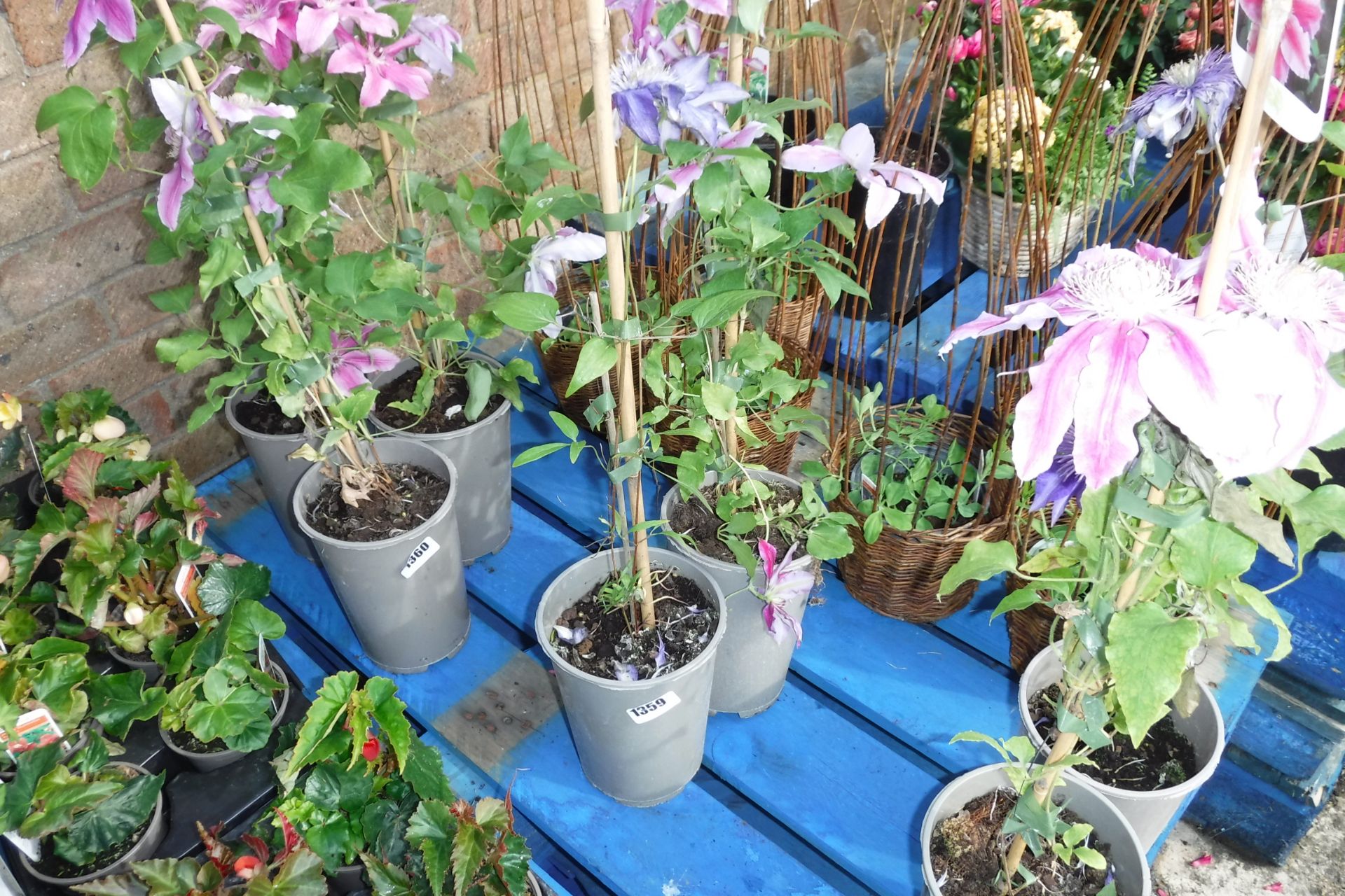 2 potted clematis