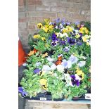 3 trays of assorted pansies