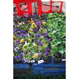 2 trays of assorted pansies