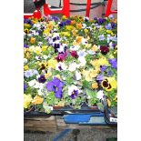 2 trays of large pansies