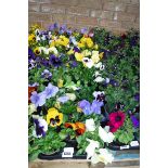 3 trays of assorted pansies