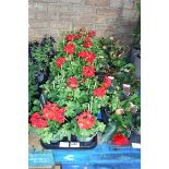 2 trays of red geraniums