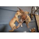 (26) Taxidermy model of a pheasant and 2 foxes