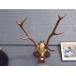 5299 Pair of mounted antlers
